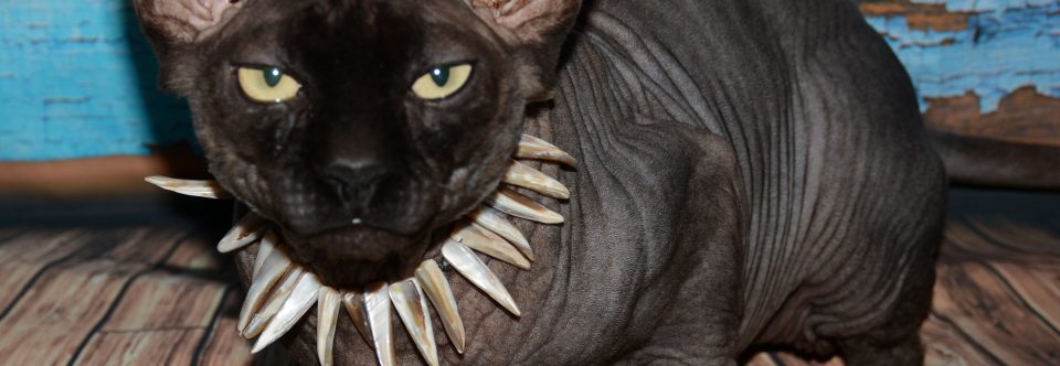 About Sphynx Cats